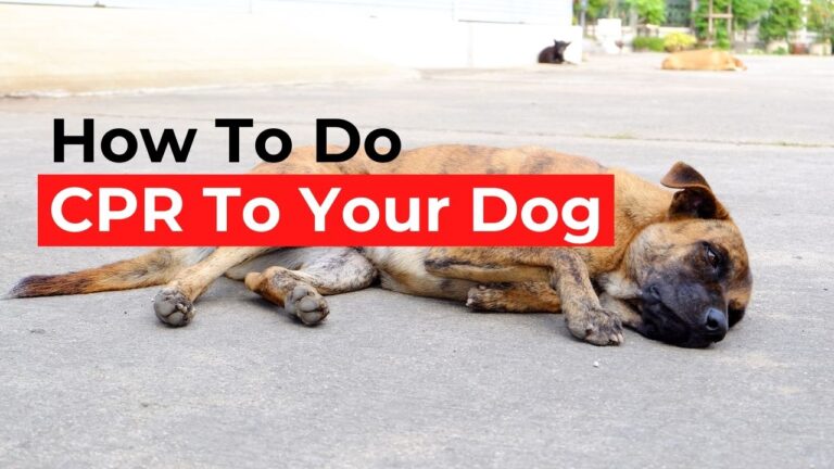How To Do CPR To Your Dog